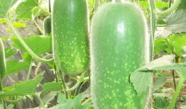 吃瓜ppt a圈惊天大瓜,揭秘A圈惊天大瓜背后的真相