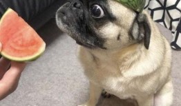 吃瓜的表情包,揭秘网络时代的“围观”文化